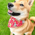 shiba-dog-bandana-ohashii-red