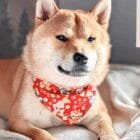 shiba-dog-bandana-ohashii-red-2