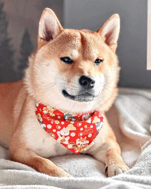 shiba-dog-bandana-ohashii-red-2