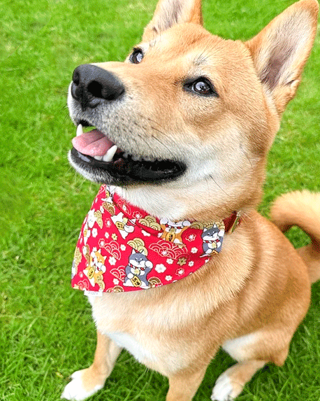 shiba-dog-bandana-ohashii-red